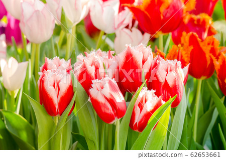 Garden tulips in the spring sun in the greenhouse Garden tulips in the spring sun in the greenhouse 62653661