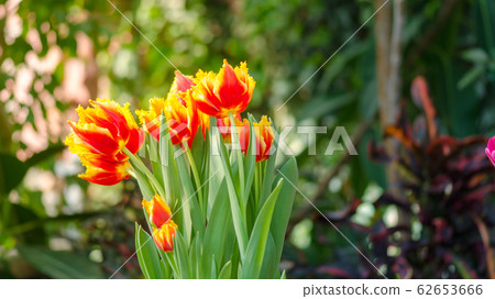 Garden tulips in the spring sun in the greenhouse Garden tulips in the spring sun in the greenhouse 62653666