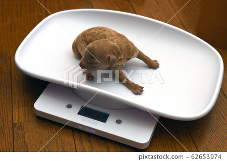 玩具貴賓犬寶寶 62653974