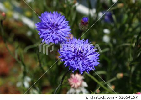 Cornflower 05 62654157