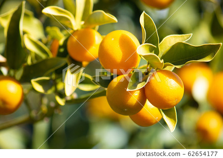 日本金橘（Kumquat）：水果在冬季生長。 62654177