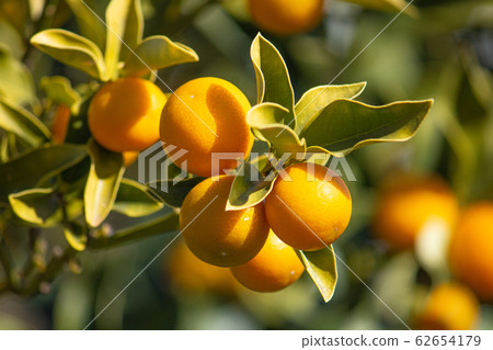 Japanese Kumquat (Kumquat): Fruits have grown in winter. Japanese Kumquat (Kumquat): Fruits have grown in winter. 62654179