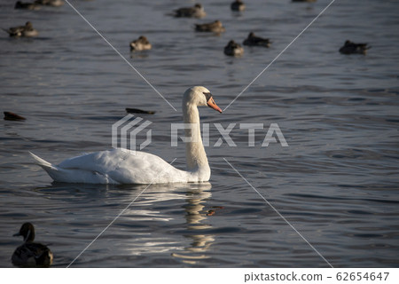 Swan 62654647