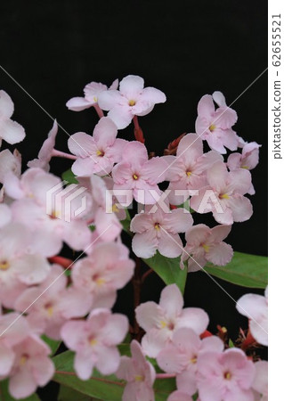 Lucria Pinkairna Lucria Pinkairna 62655521