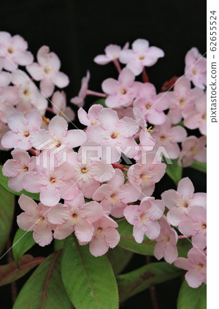 Lucria Pinkairna Lucria Pinkairna 62655524
