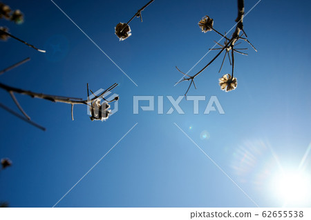 Withering furong, sunny, sunny, sun 62655538