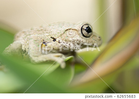 wildlife, animal, perons-tree-frog 62655683