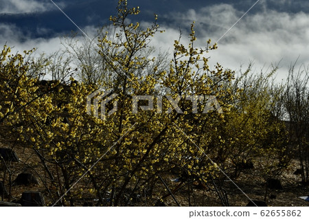 螢火蟲覆蓋了烏oz山羅比花園的羅比和長ator町的雲海 62655862