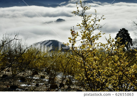 螢火蟲覆蓋了烏oz山羅比花園的羅比和長ator町的雲海 62655863