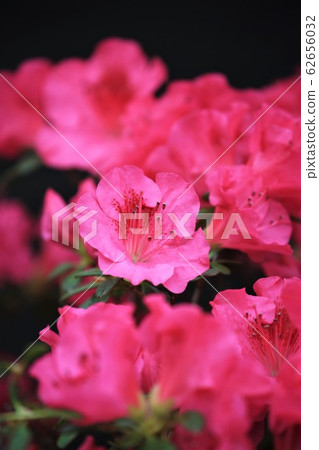 杜鵑花×平戶杜鵑花/神崎Hor內 62656032