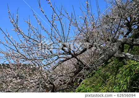 Kanae plum forest 62656094