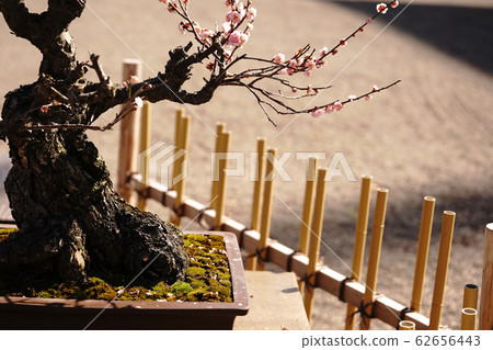 The appearance of bonsai in spring 62656443