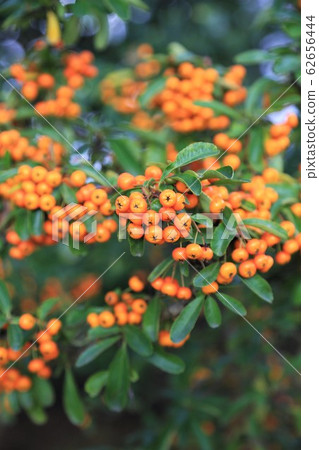Tachibanamodoki (pyracantha) 62656444