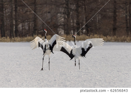 Dandoral cranes Dandoral cranes 62656843