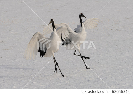 Dandoral cranes Dandoral cranes 62656844
