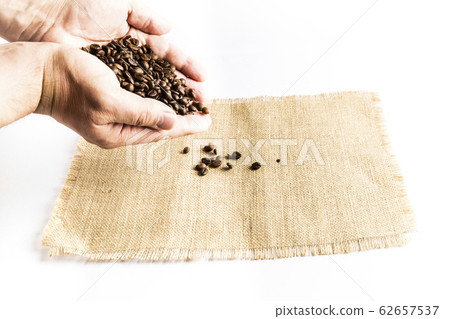 hands of man dropping a bunch of coffee beans on a 62657537