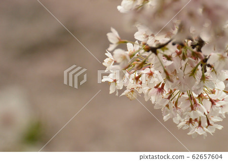 櫻花整齊地盛開。 櫻花整齊地盛開。 62657604