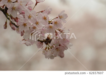 櫻花整齊地盛開。 62657607