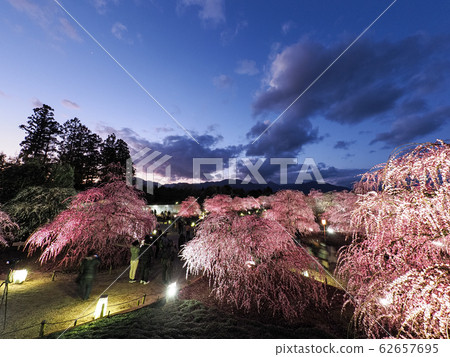 鈴鹿森林公園的垂枝梅 照片素材 圖片 圖庫