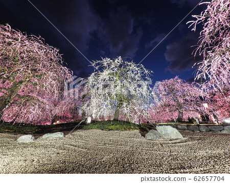 鈴鹿森林公園的垂枝梅 鈴鹿森林公園的垂枝梅 62657704