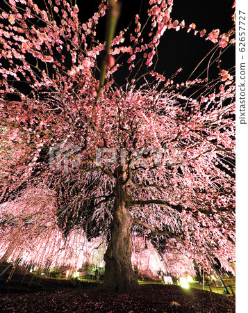 Weeping plum light up in Suzuka Forest Garden 62657727