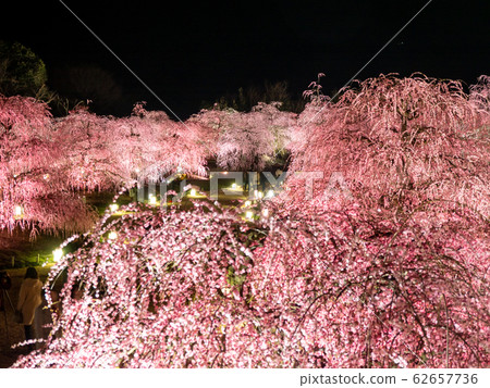 鈴鹿森林公園的垂枝梅 照片素材 圖片 圖庫