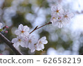Sakura 02 62658219