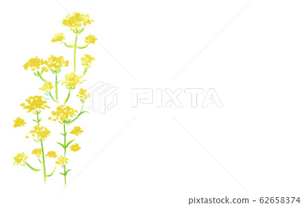 Ominaeshi Ominaeshi 62658374