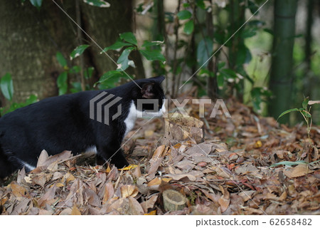 徘徊的貓 62658482