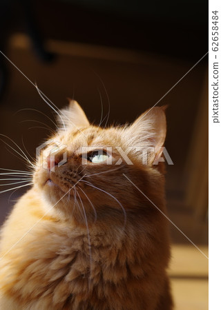 一隻貓抬頭 一隻貓抬頭 62658484
