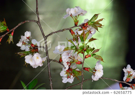 Flowers are blooming in front of the bright garden. Flowers are blooming in front of the bright garden. 62658775