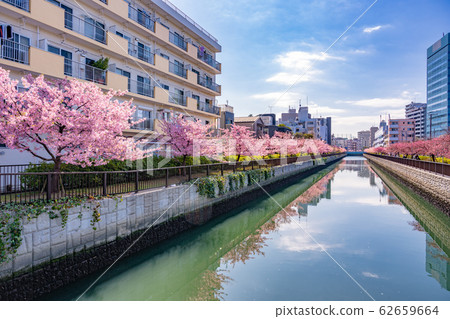 東京，木場，大橫河沿岸的一排櫻桃樹 62659664