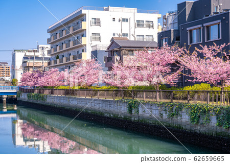 Tokyo, Kiba, row of cherry trees along the Oyoko River 62659665