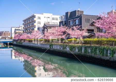 Tokyo, Kiba, row of cherry trees along the Oyoko River 62659666