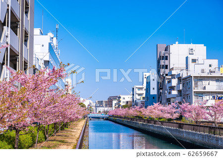 Tokyo, Kiba, row of cherry trees along the Oyoko River Tokyo, Kiba, row of cherry trees along the Oyoko River 62659667