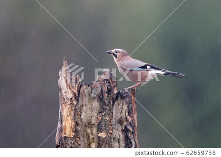 About jay and rain About jay and rain 62659738