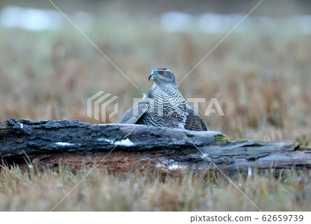 Northern Goshawk female Northern Goshawk female 62659739