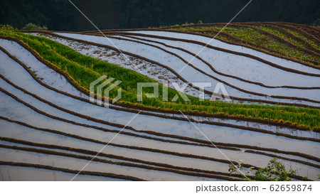 Terraced rice field in Northwest Vietnam 62659874