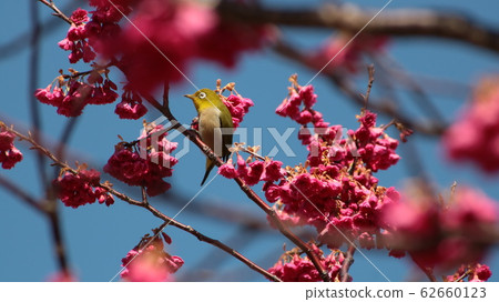 淡路市 花朵 花 62660123