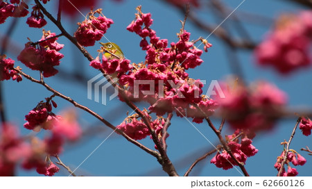 淡路市 花朵 花 62660126