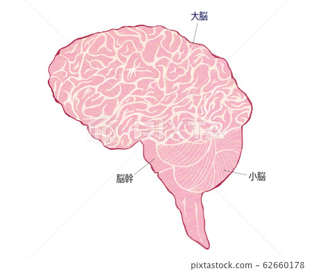 大腦整體圖:大腦、小腦和腦幹 大腦整體圖:大腦、小腦和腦幹 62660178