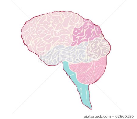 大腦和小腦的整體圖像顏色編碼 無名稱 62660180