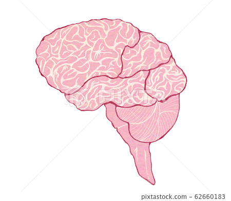 腦部概述-線段分割-無文字 62660183