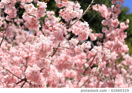 山茶花山茶花 62660329