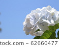 White hydrangea 62660477