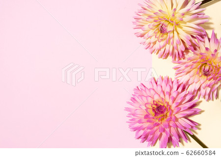 Festive flower bouquet over pastel pink and yellow background, copy space. Top view. Creative greeting card with dahlia flowers Festive flower bouquet over pastel pink and yellow background, copy space. Top view. Creative greeting card with dahlia flowers 62660584