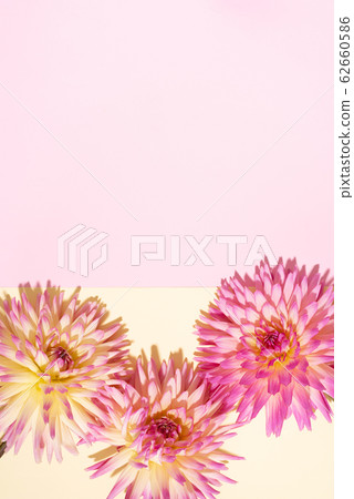 Dahlia ball-barbarry flowers on pink and yellow background. Copy space. Top view. Flat lay. Floral design. Pastel summer flower for romantic date or wedding card. Florist concept Dahlia ball-barbarry flowers on pink and yellow background. Copy space. Top view. Flat lay. Floral design. Pastel summer flower for romantic date or wedding card. Florist concept 62660586