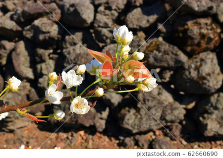 Pear Blossom, Pear Tree, 62660690