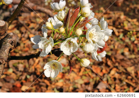 Pear Blossom, Pear Tree, 62660691