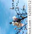 Cherry Blossoms	 62660712